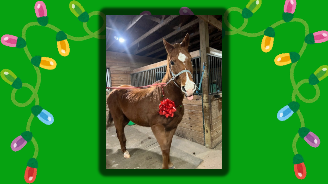 Chestnut horse with a star and a wide snip sticks her tongue out in red-and-green cross ties while wearing a light green halter and a red bow around her neck. The horse is facing the right side of the picture and the photo is angled slightly.