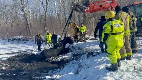 'Neighborhood ingenuity' saved horses